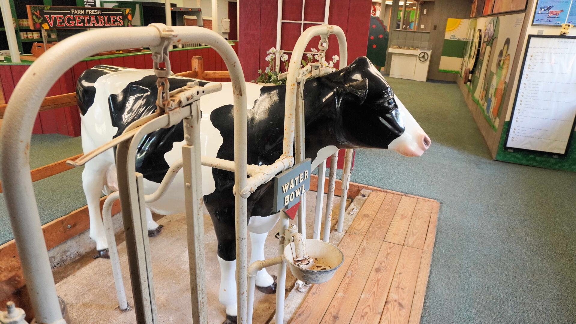 09212021 PAWS FARM COW
